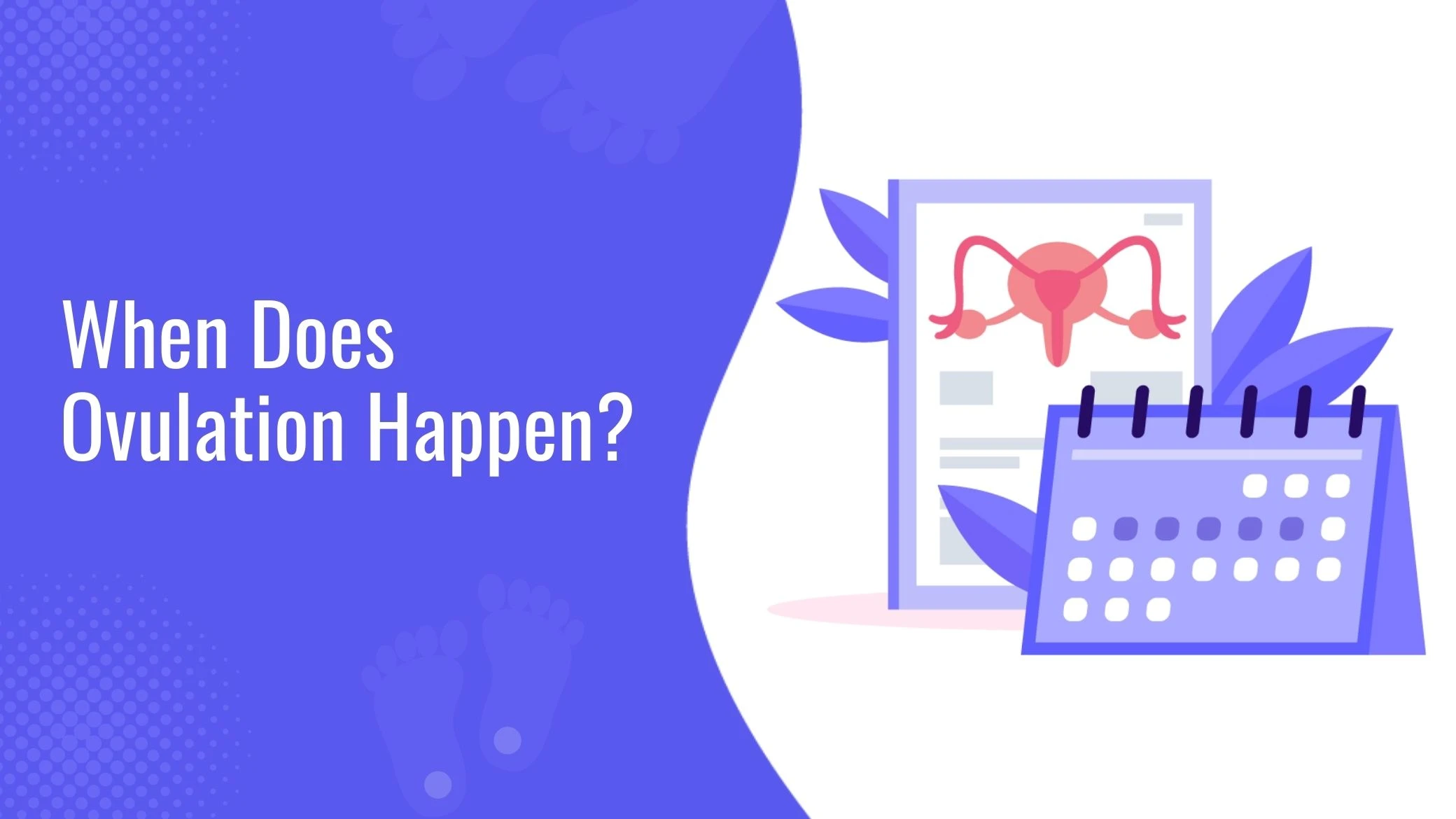 When Does Ovulation Happen and Ovulation Symptoms