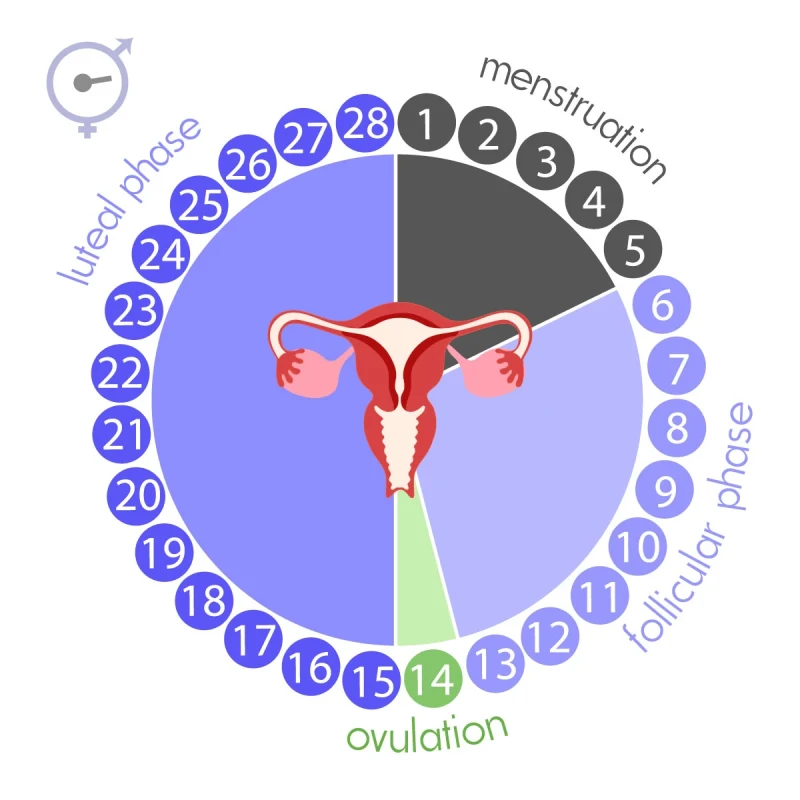 ovulation calendar