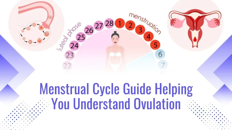 Menstrual Cycle Guide Helping You Understand Ovulation