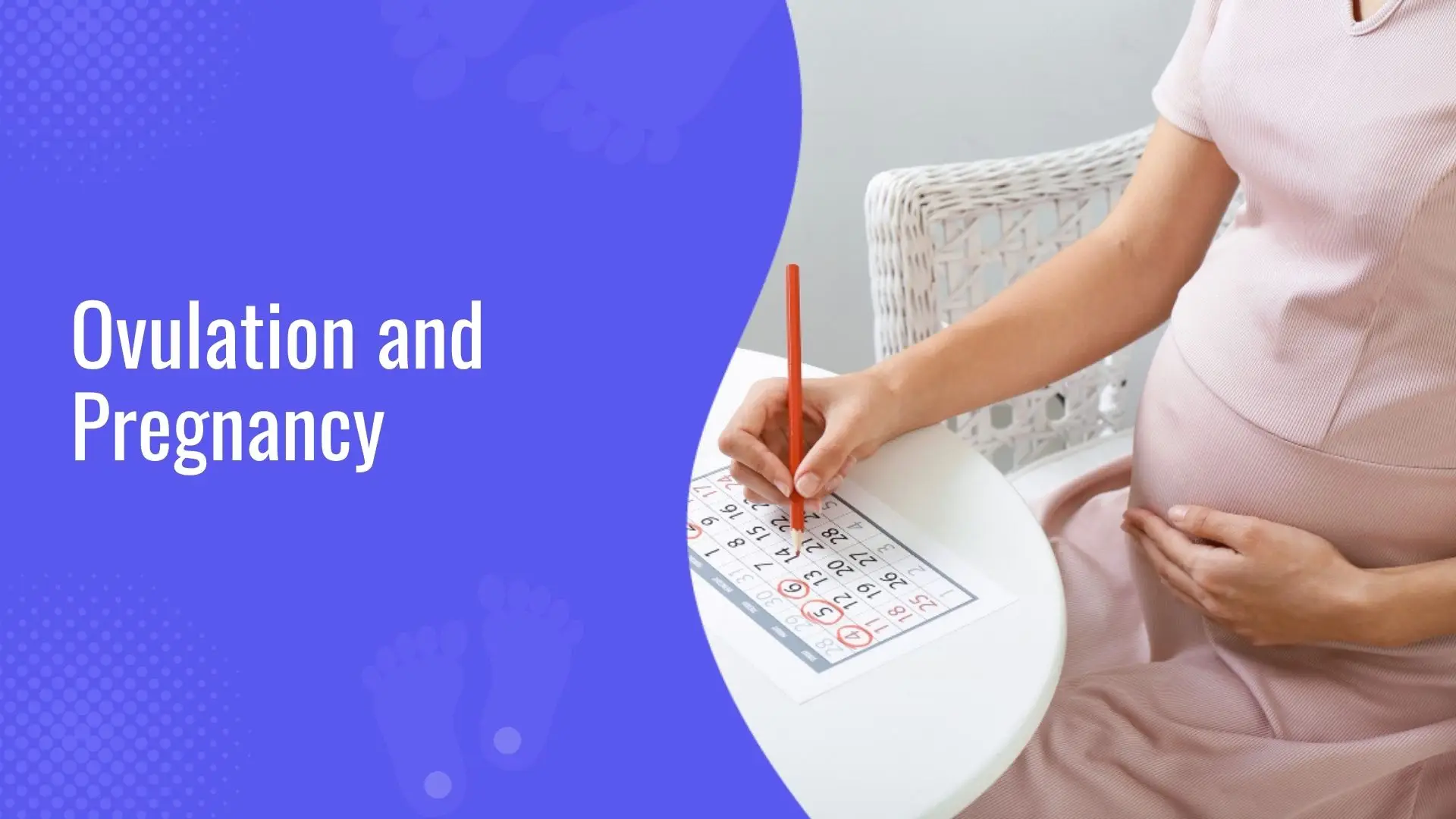 Ovulation and Pregnancy