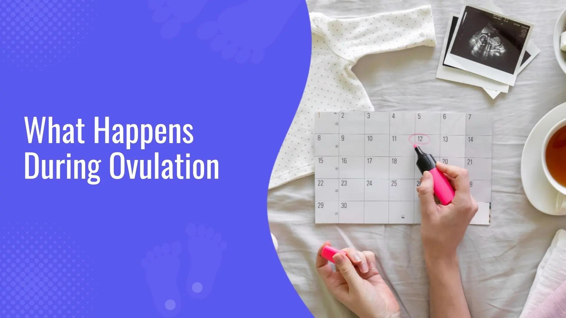 What Happens During Ovulation